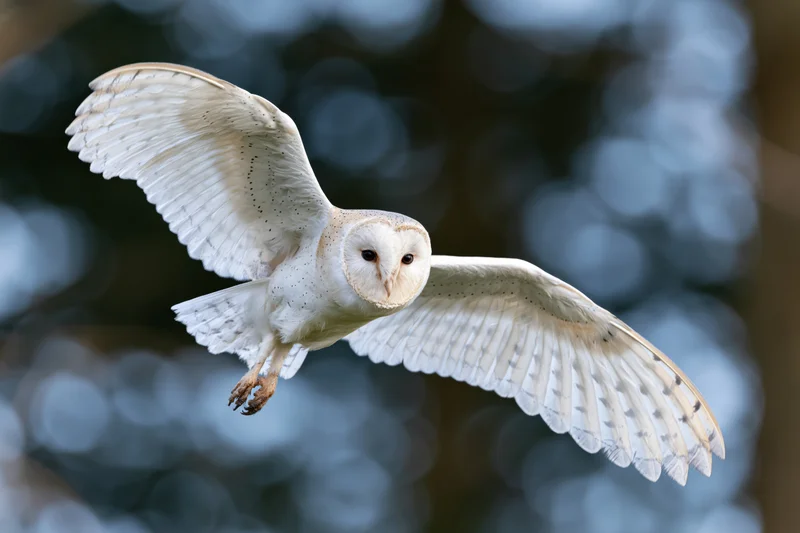 Barn owl in mid-flight with wings spread facing camera against blurred forest background