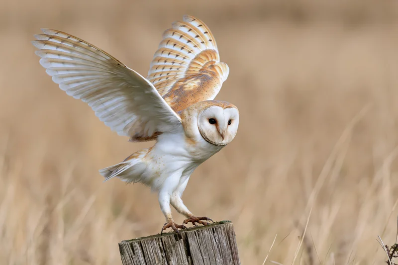 Barn owl landing with wings spread on a weathered wooden stump in a grassy field