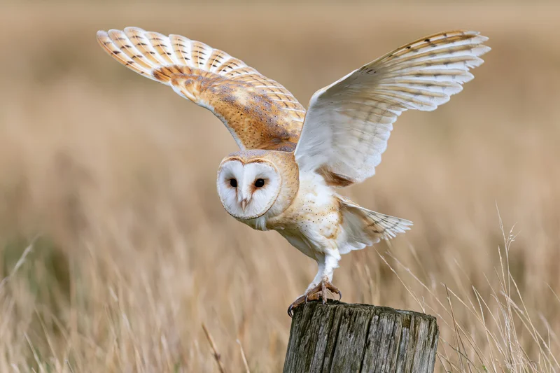Barn owl landing with wings spread on a weathered wooden stump in a grassy field
