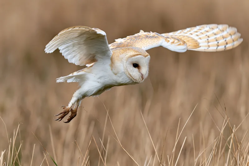 Barn owl diving with wings spread and talons extended over dry grass field