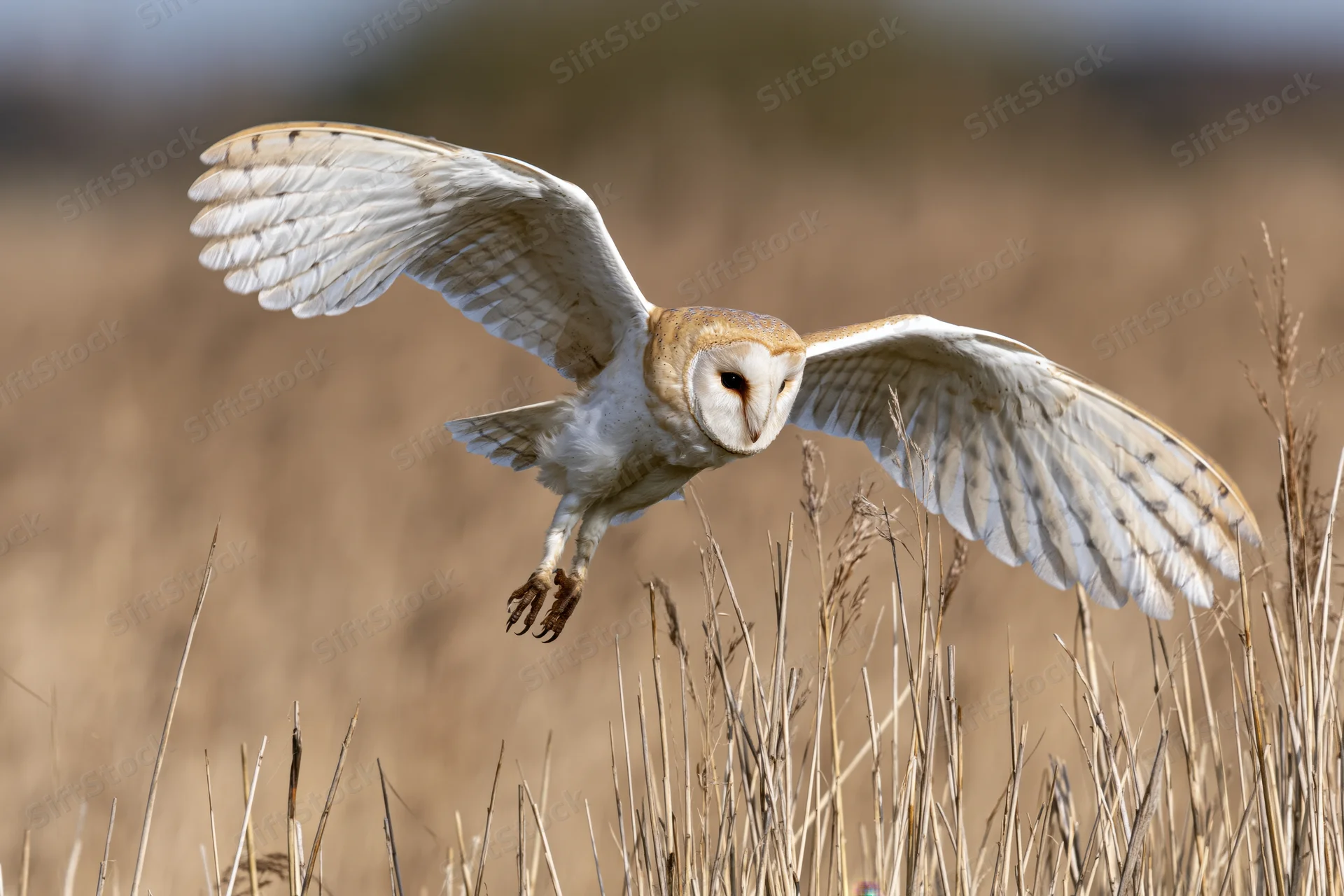 Barn owl in mid-dive with wings fully spread and talons extended over dry grassland