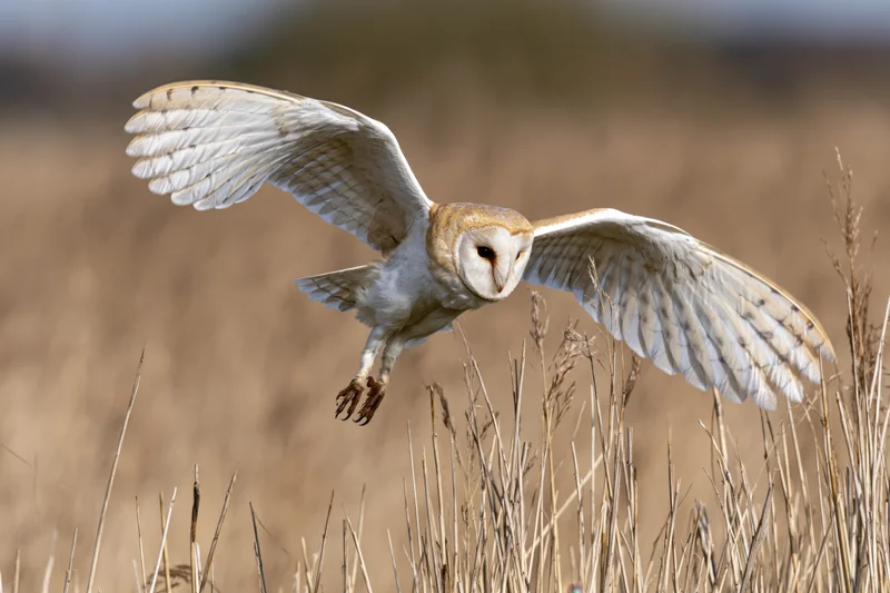Barn owl in mid-dive with wings fully spread and talons extended over dry grassland