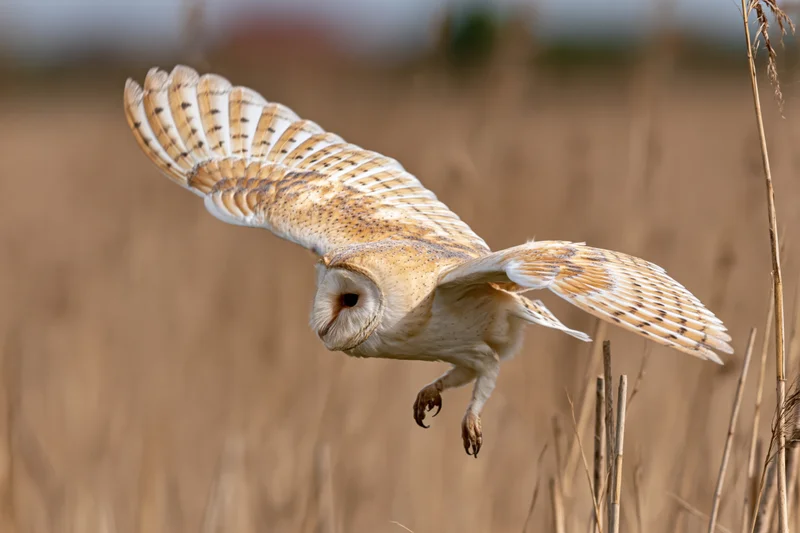 Barn owl diving with wings spread and talons extended over a dry grass field