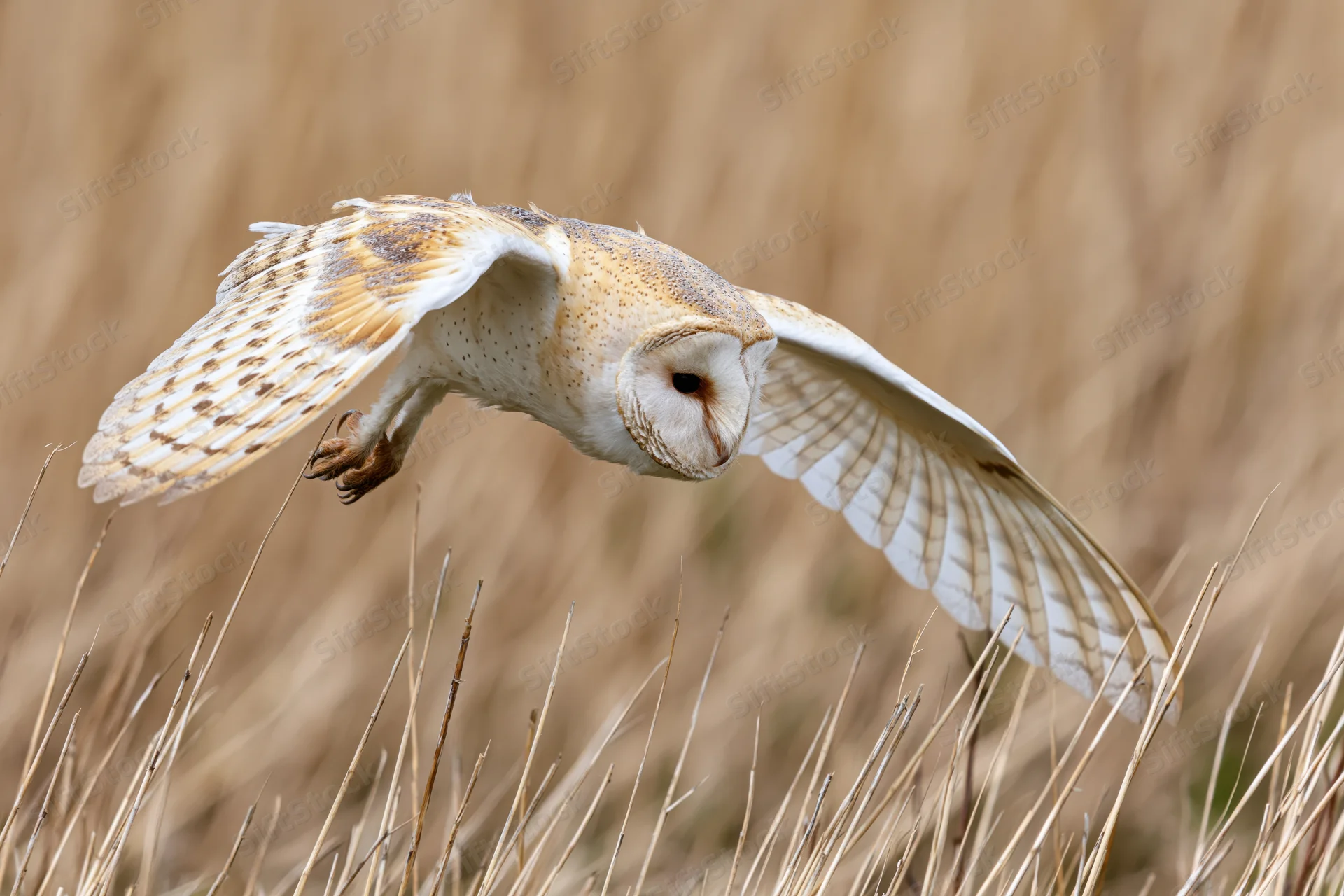 Barn owl diving with wings spread and talons extended over dry grass field