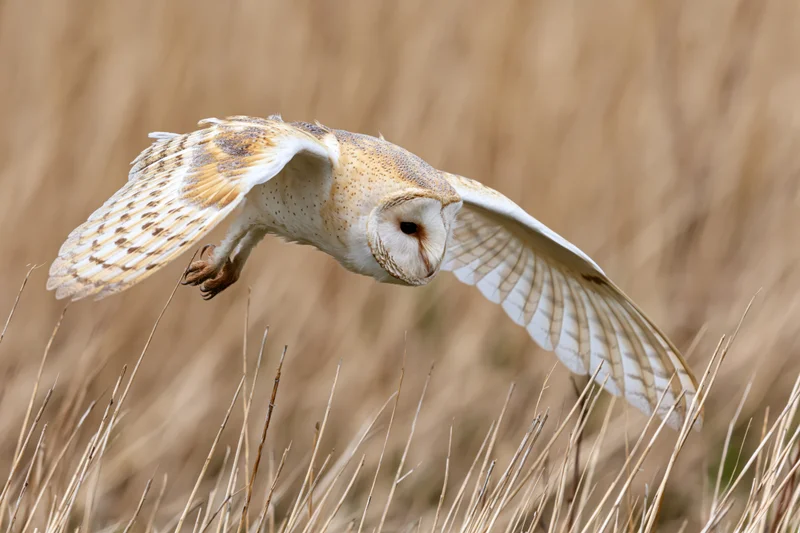 Barn owl diving with wings spread and talons extended over dry grass field