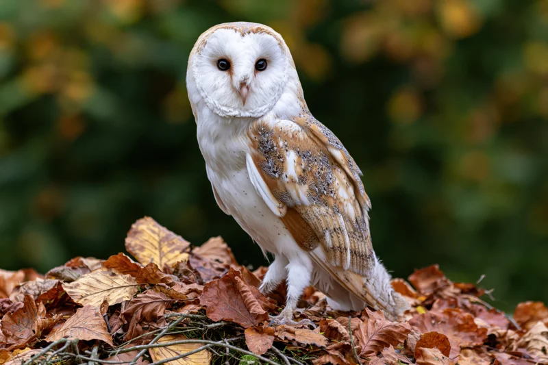 Barn owl perched alert on a pile of fallen autumn leaves in a forest setting