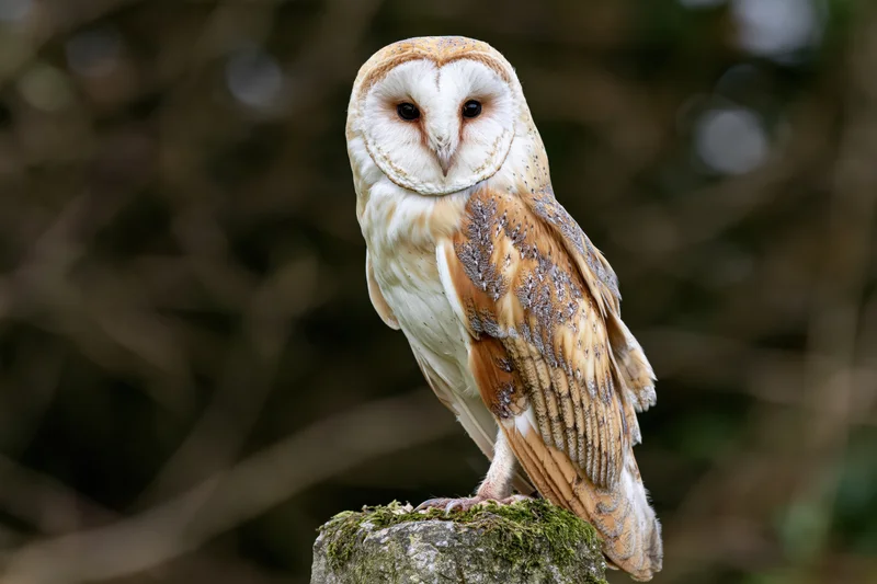 Barn owl perched upright on a mossy stone post facing slightly forward in a wooded area