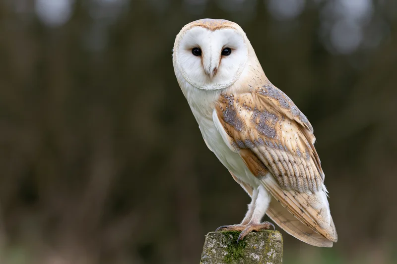 Barn owl perched upright on a mossy stone post facing slightly forward in a forest setting