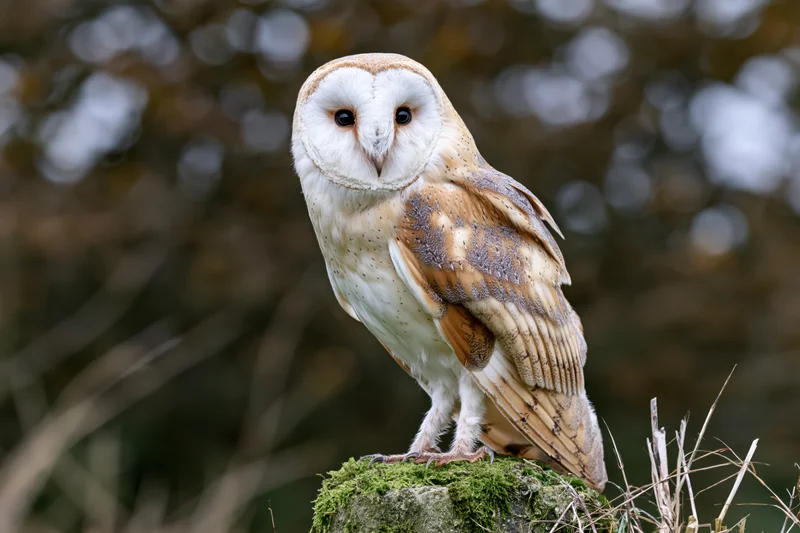 Barn owl perched upright on a mossy stone post in a forest setting