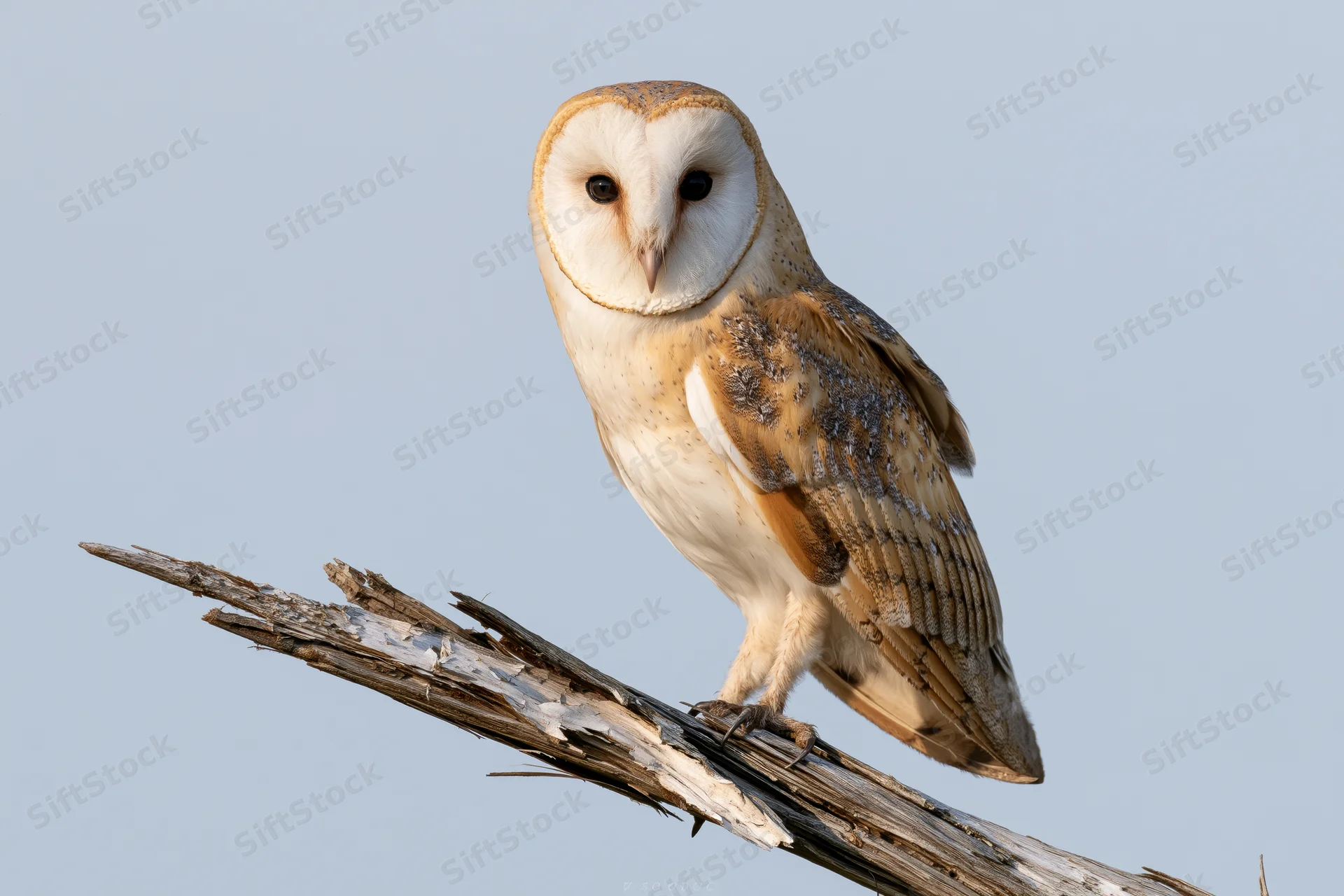 Barn owl perched upright on a weathered dead branch against a clear sky