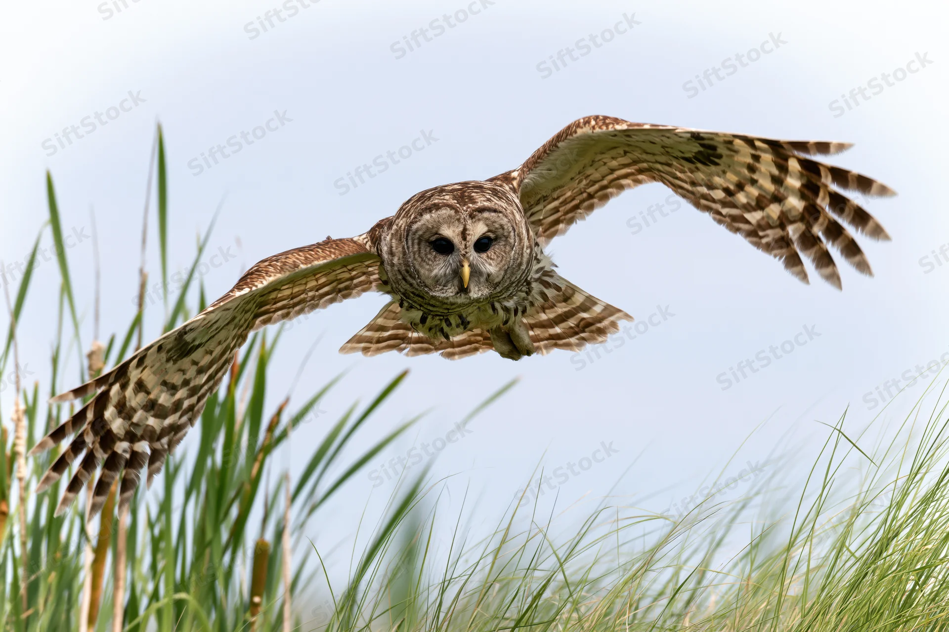 Barred owl in mid-flight with wings fully extended over tall grass