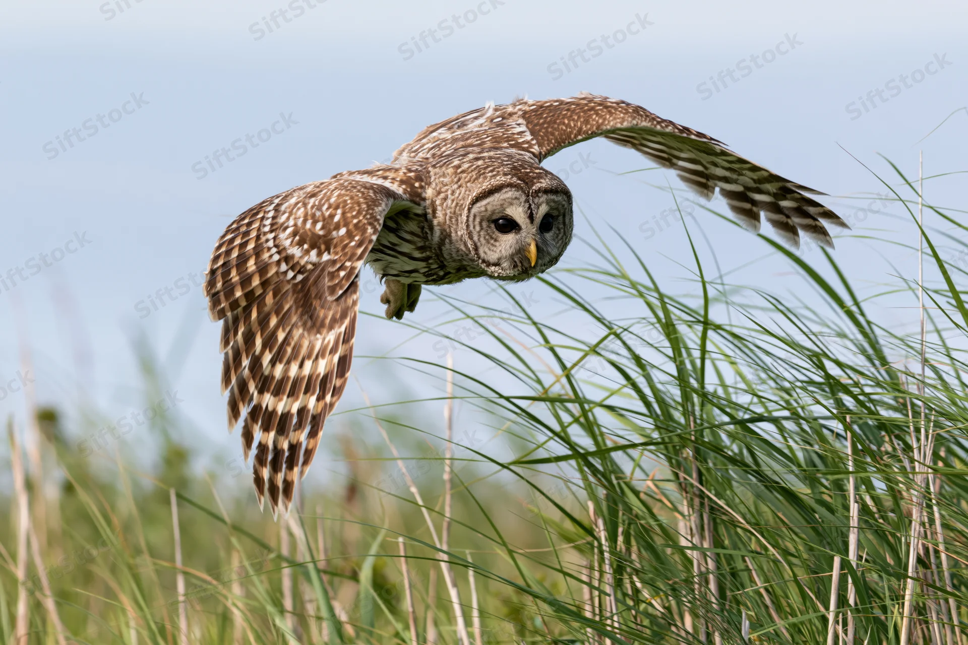 Barred owl in mid-flight with wings extended over tall grass field
