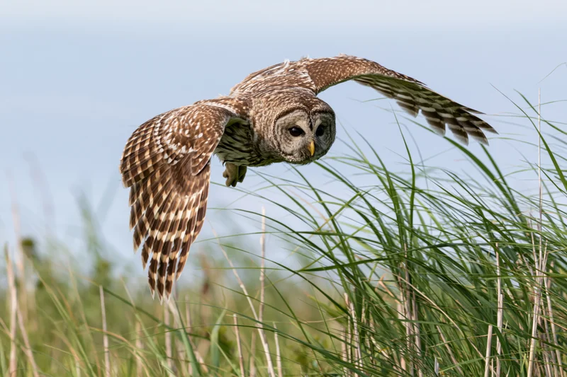 Barred owl in mid-flight with wings extended over tall grass field