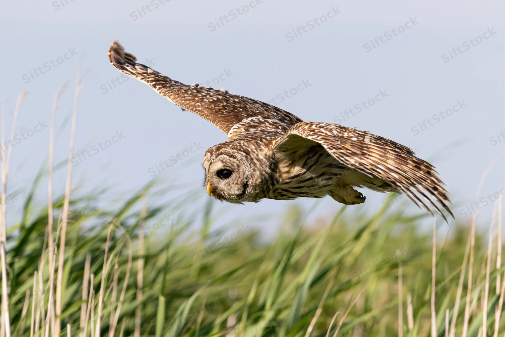 Barred owl in mid-flight with wings extended gliding low over grassy field