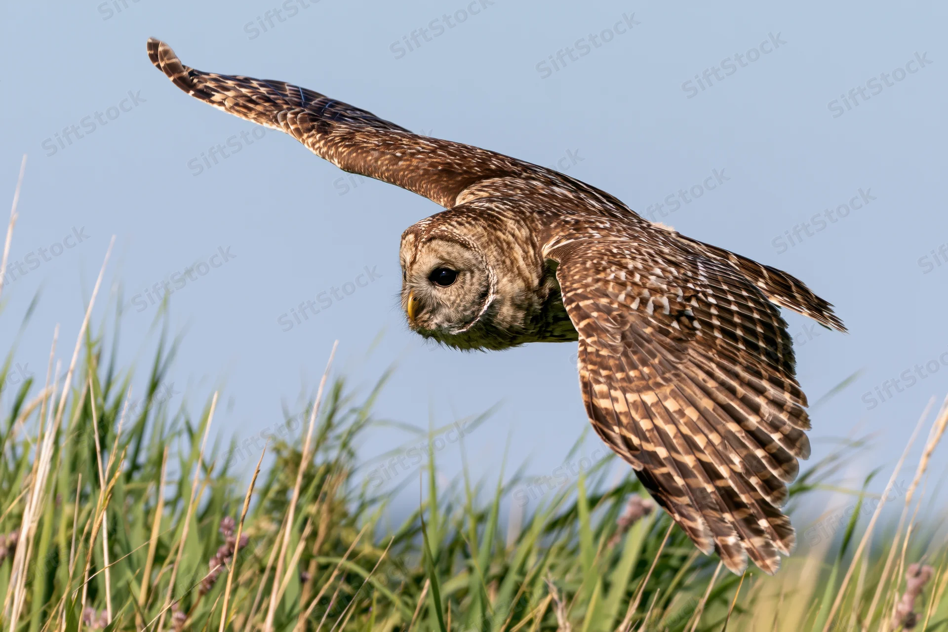 Barred owl in mid-flight with wings fully extended over grassy field