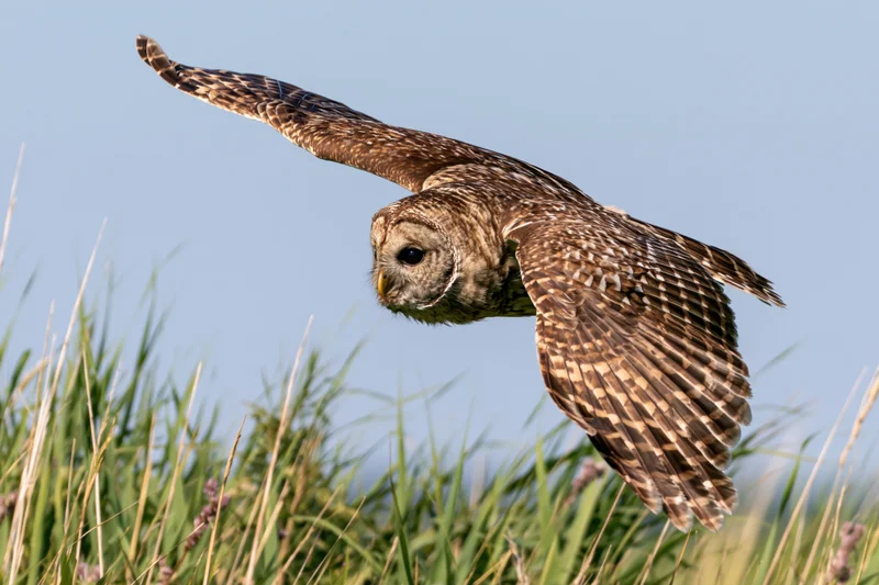Barred owl in mid-flight with wings fully extended over grassy field