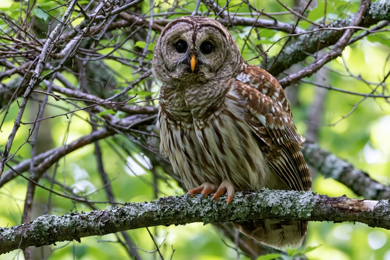 Barred owl perched on a lichen-covered branch in a forest setting