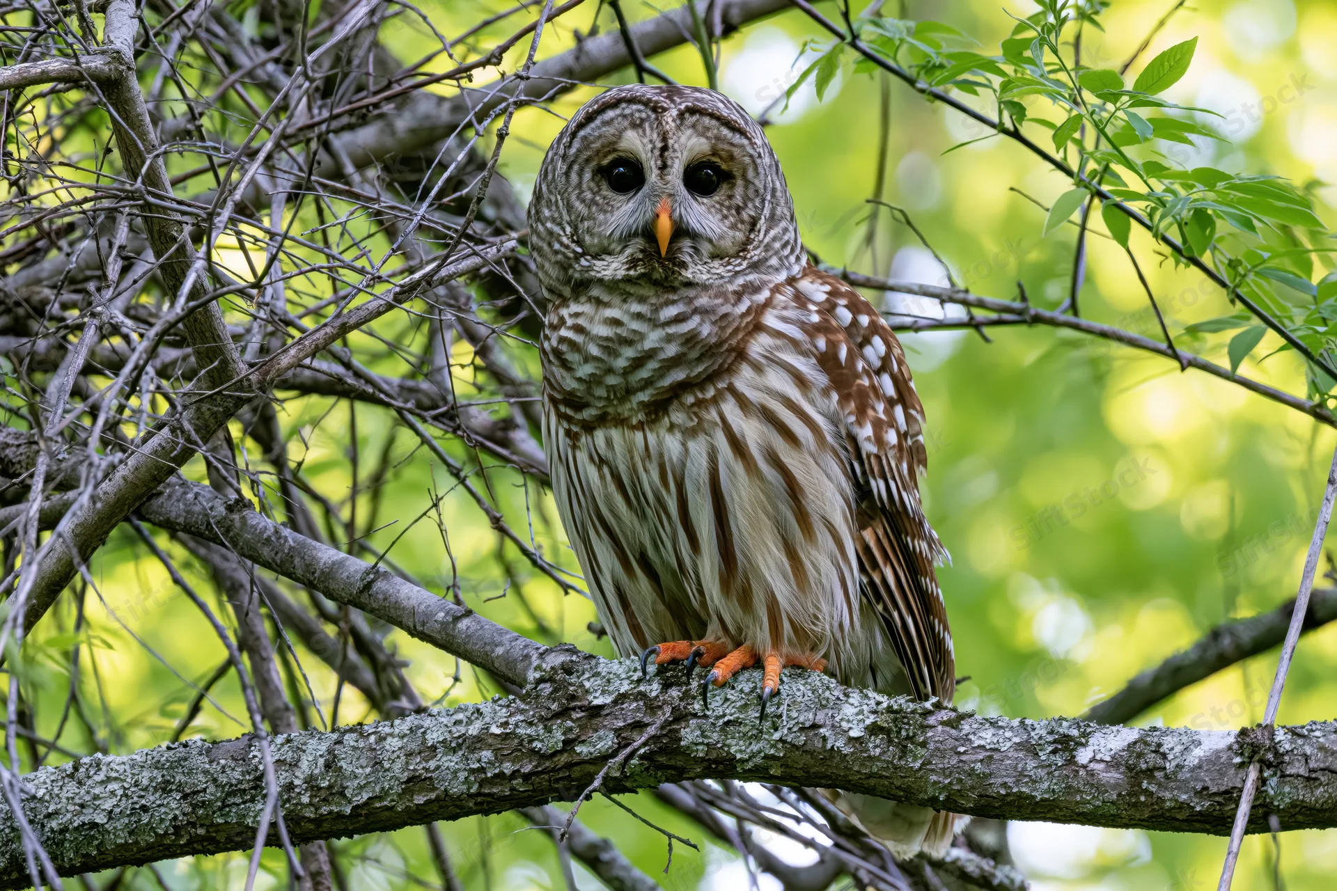 Barred owl perched on a lichen-covered branch in a green forest setting