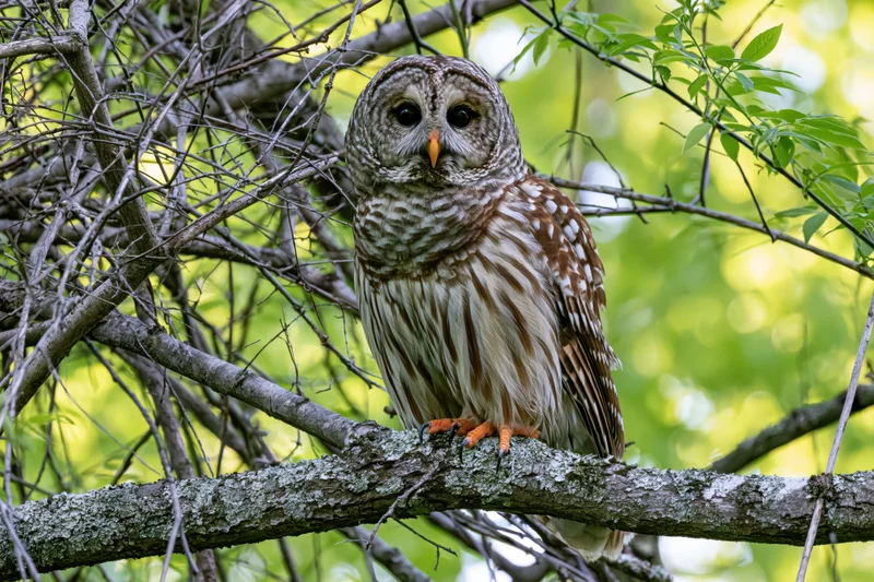 Barred owl perched on a lichen-covered branch in a green forest setting