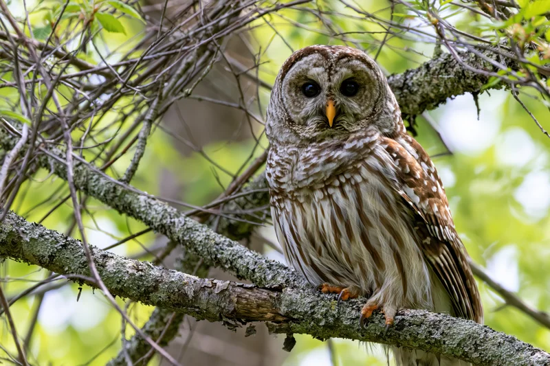 Barred owl perched on a lichen-covered branch in a green forest setting