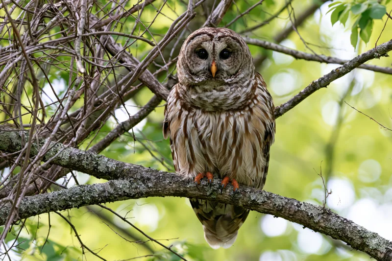 Barred owl perched on a lichen-covered branch in a green forest setting