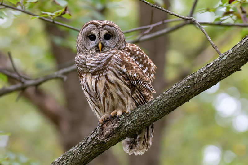 Barred owl perched on thick diagonal tree branch in forest foliage