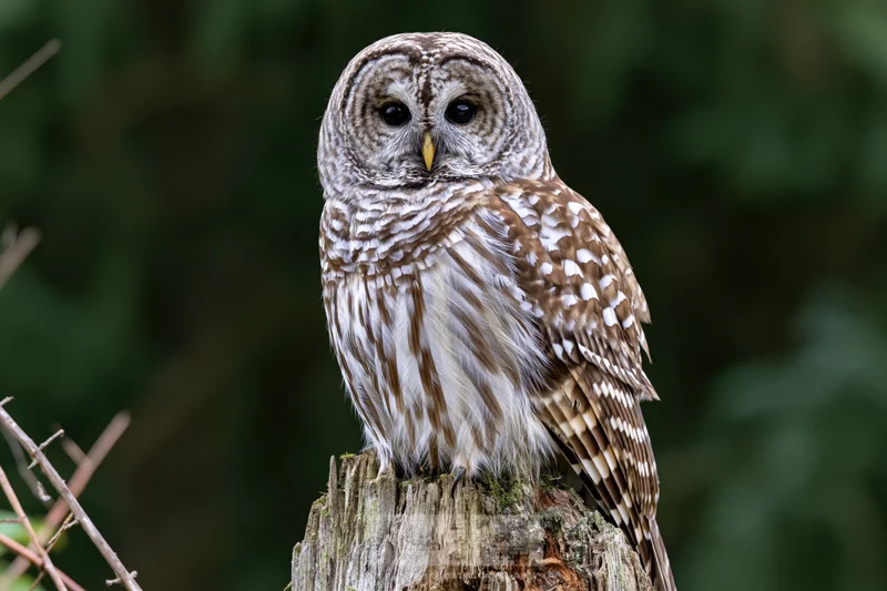 Barred owl perched upright on a weathered tree stump in a forest setting