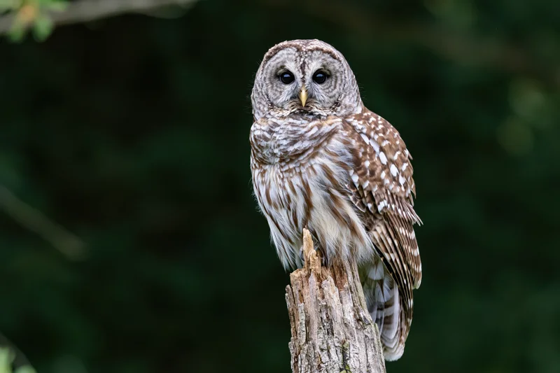 Barred owl perched upright on a weathered tree stump in a forest setting