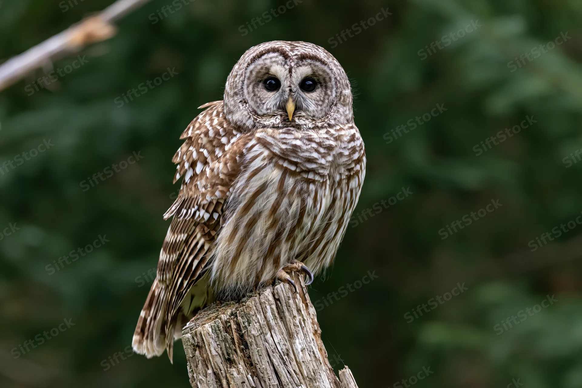 Barred owl perched upright on a weathered tree stump in a forest setting
