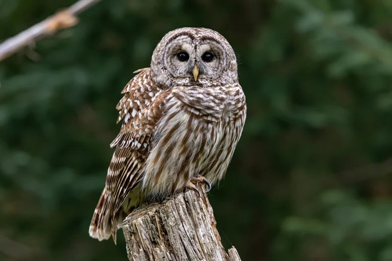 Barred owl perched upright on a weathered tree stump in a forest setting