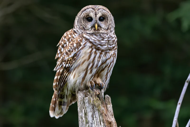 Barred owl perched upright on a weathered tree stump in a forest setting