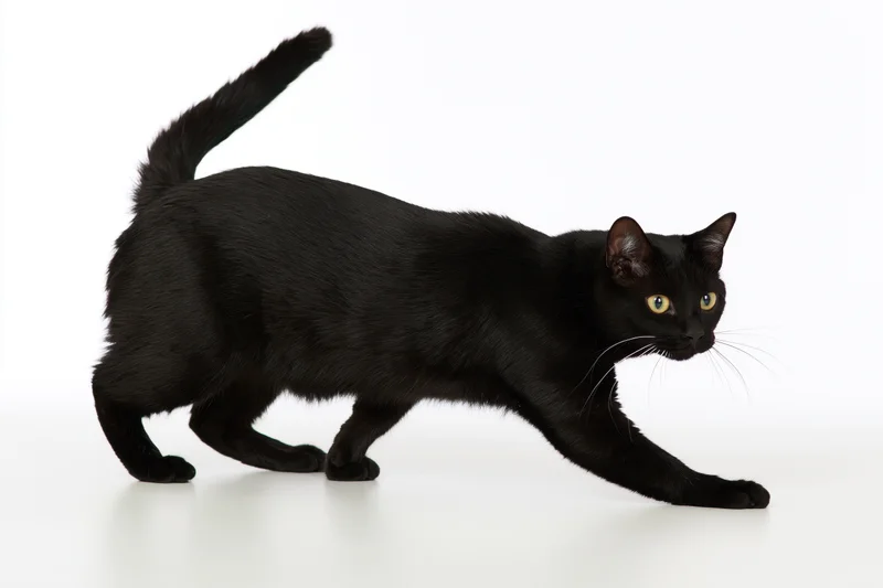 Black bombay cat in low crouching play stance with tail raised on white background