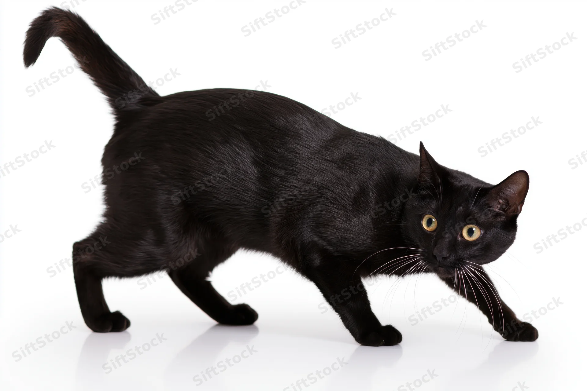 Black bombay cat in low crouching playful stance with tail raised on white background
