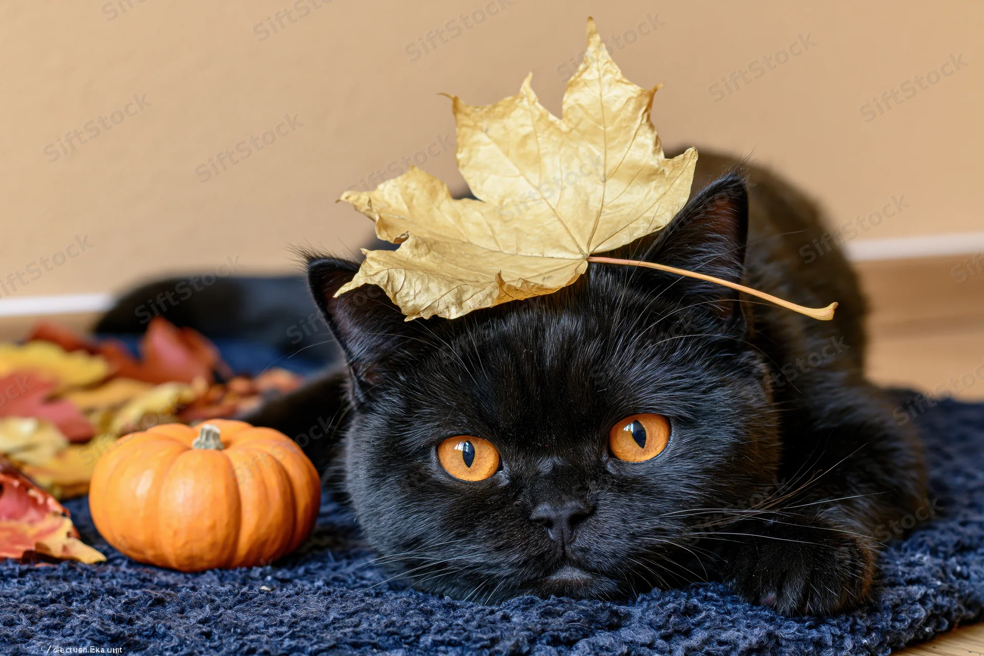 Black british shorthair cat lying on blue textured rug with golden maple leaf on head and small orange pumpkin nearby