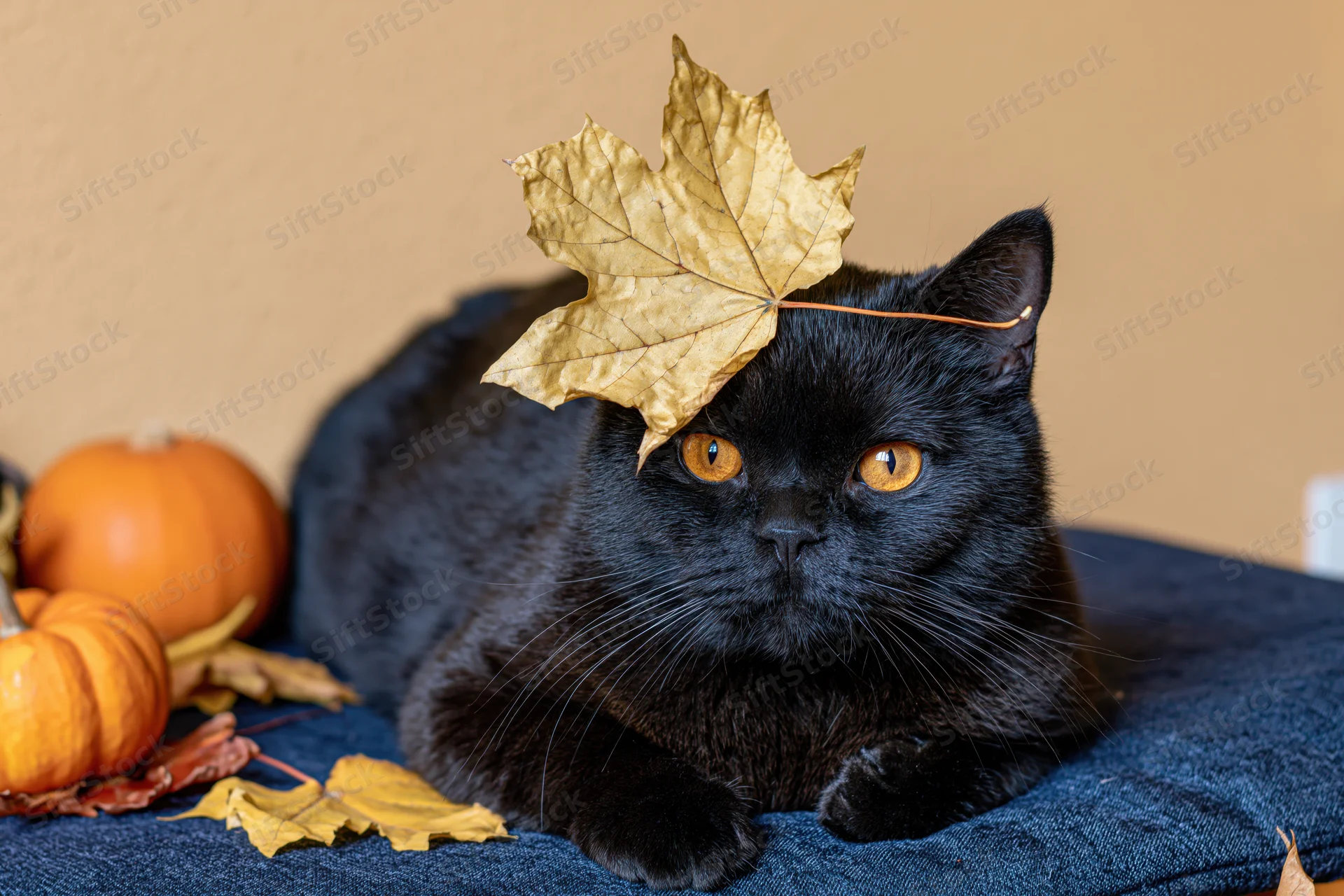 Black british shorthair cat lying on blue cushion with autumn leaf on head and pumpkins nearby