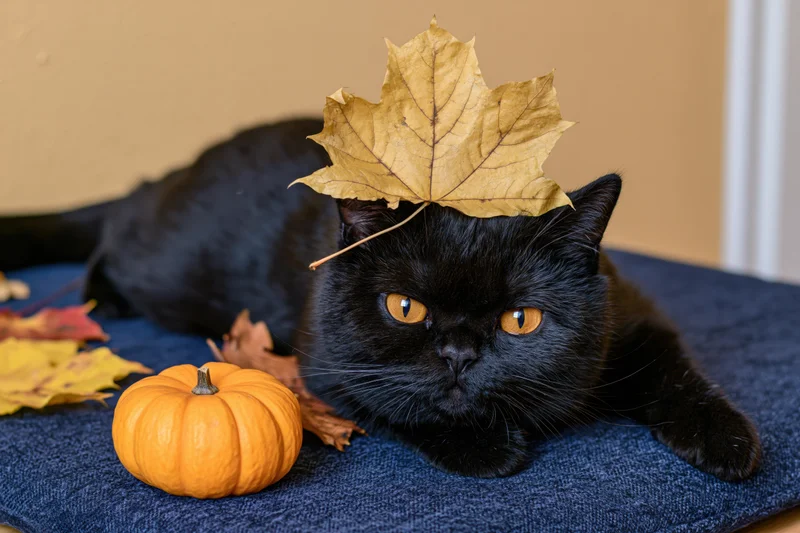 Black british shorthair cat lying on blue textured surface with autumn leaf on head and small pumpkin nearby