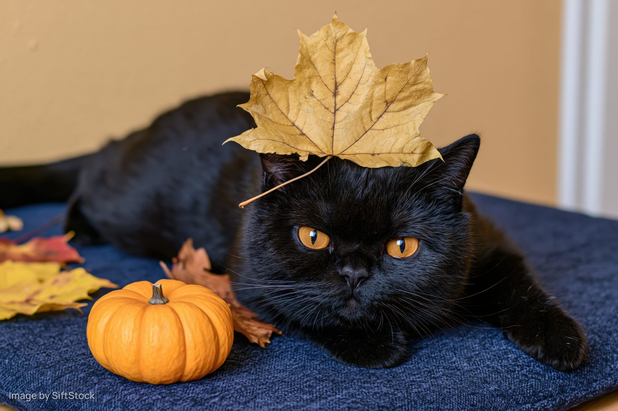 Black british shorthair cat lying on blue textured surface with autumn leaf on head and small pumpkin nearby