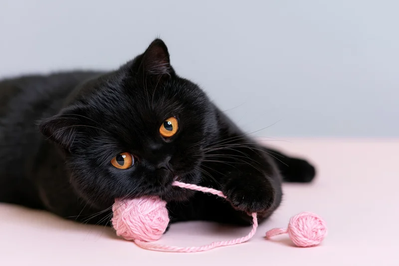 Black britishshorthair cat lying on side chewing pink yarn ball on light surface