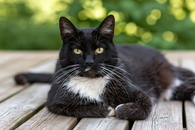 Black and white tuxedo cat lying relaxed on weathered wooden deck outdoors