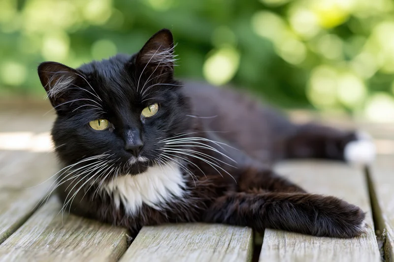 Black and white tuxedo cat lying relaxed on weathered wooden deck outdoors