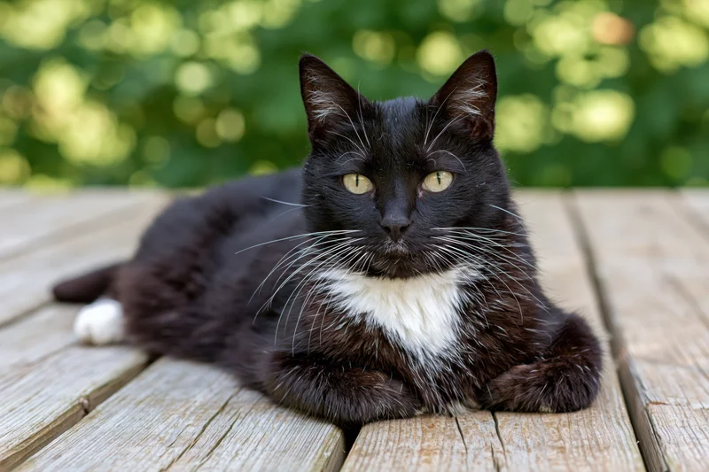 Black and white tuxedo cat lying relaxed on weathered wooden deck outdoors