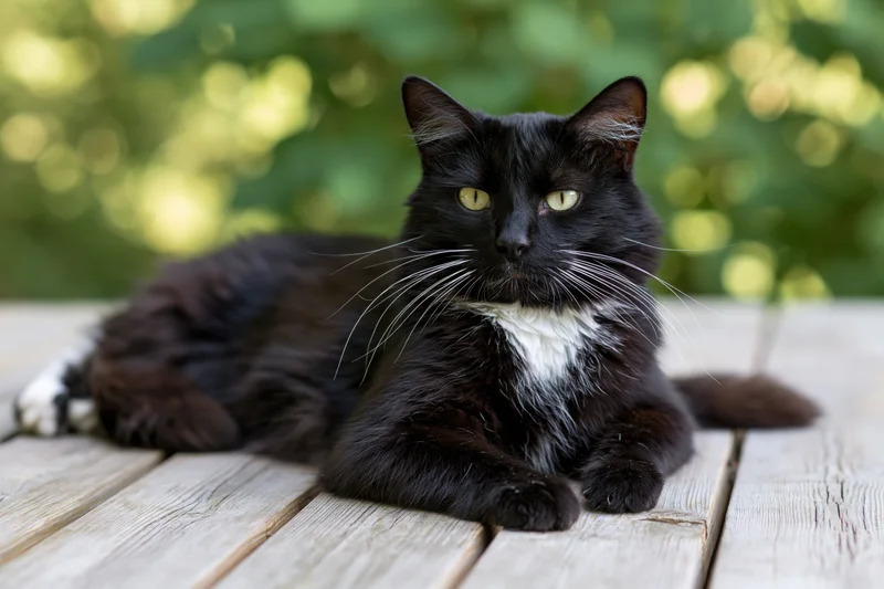 Black and white tuxedo cat lying relaxed on weathered wooden deck outdoors