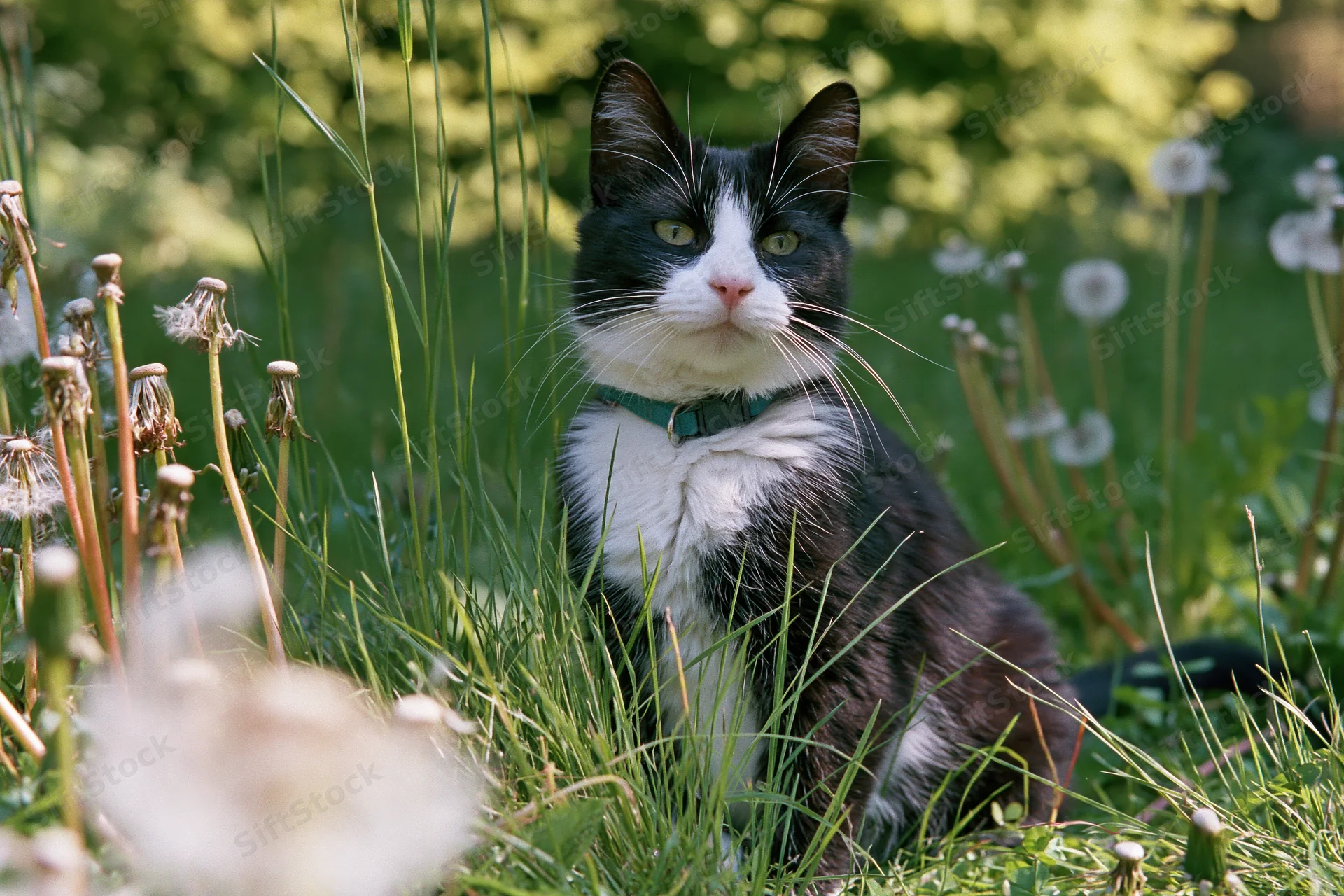Black and white tuxedo cat sitting alert among tall grass and dandelions in a sunlit garden