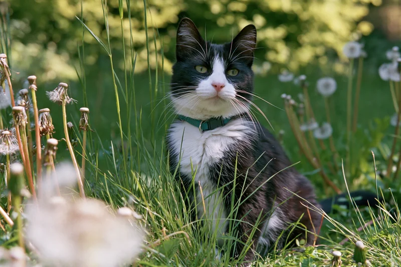 Black and white tuxedo cat sitting alert among tall grass and dandelions in a sunlit garden
