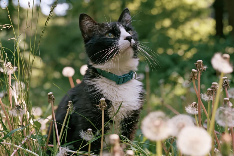 Black and white tuxedo cat sitting alert among tall grass and dandelions in a sunlit garden