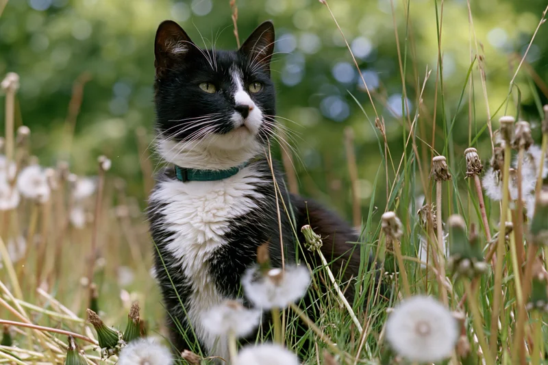 Black and white tuxedo cat sitting alert among tall grass and dandelions in a sunlit meadow