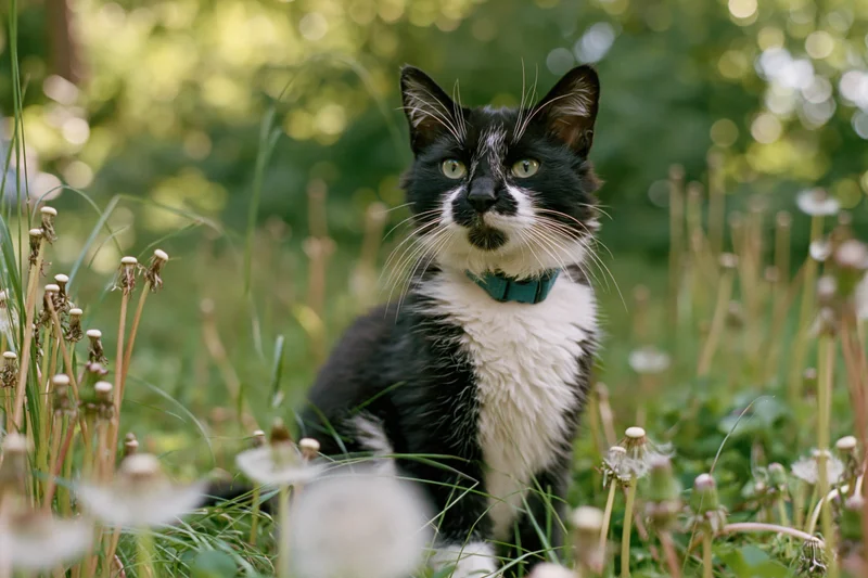 Black and white tuxedo cat sitting alert among tall grass and dandelions in a sunlit garden