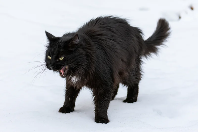 Black cat arching its back and hissing aggressively in snow