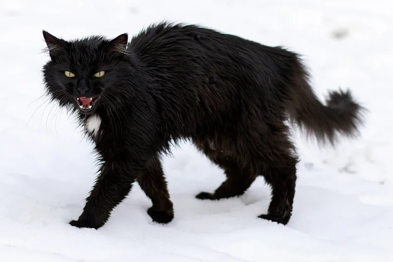 Black cat hissing aggressively with arched back in snow