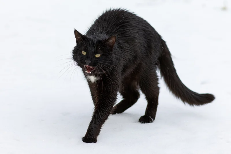 Black cat hissing aggressively with arched back in snow